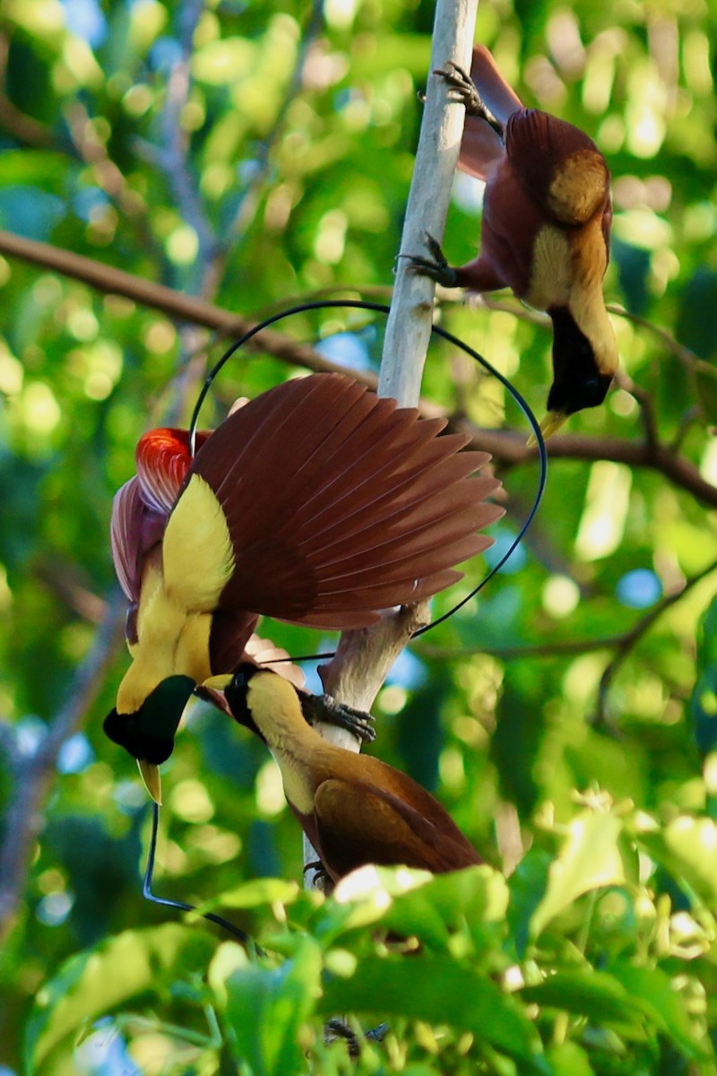 Red Bird-of-Paradise - ML642263964
