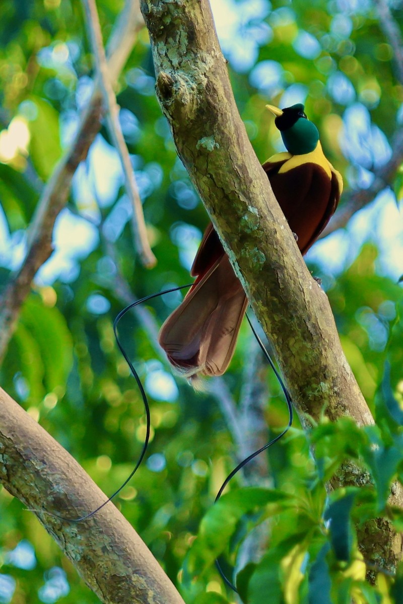 Red Bird-of-Paradise - ML642263966