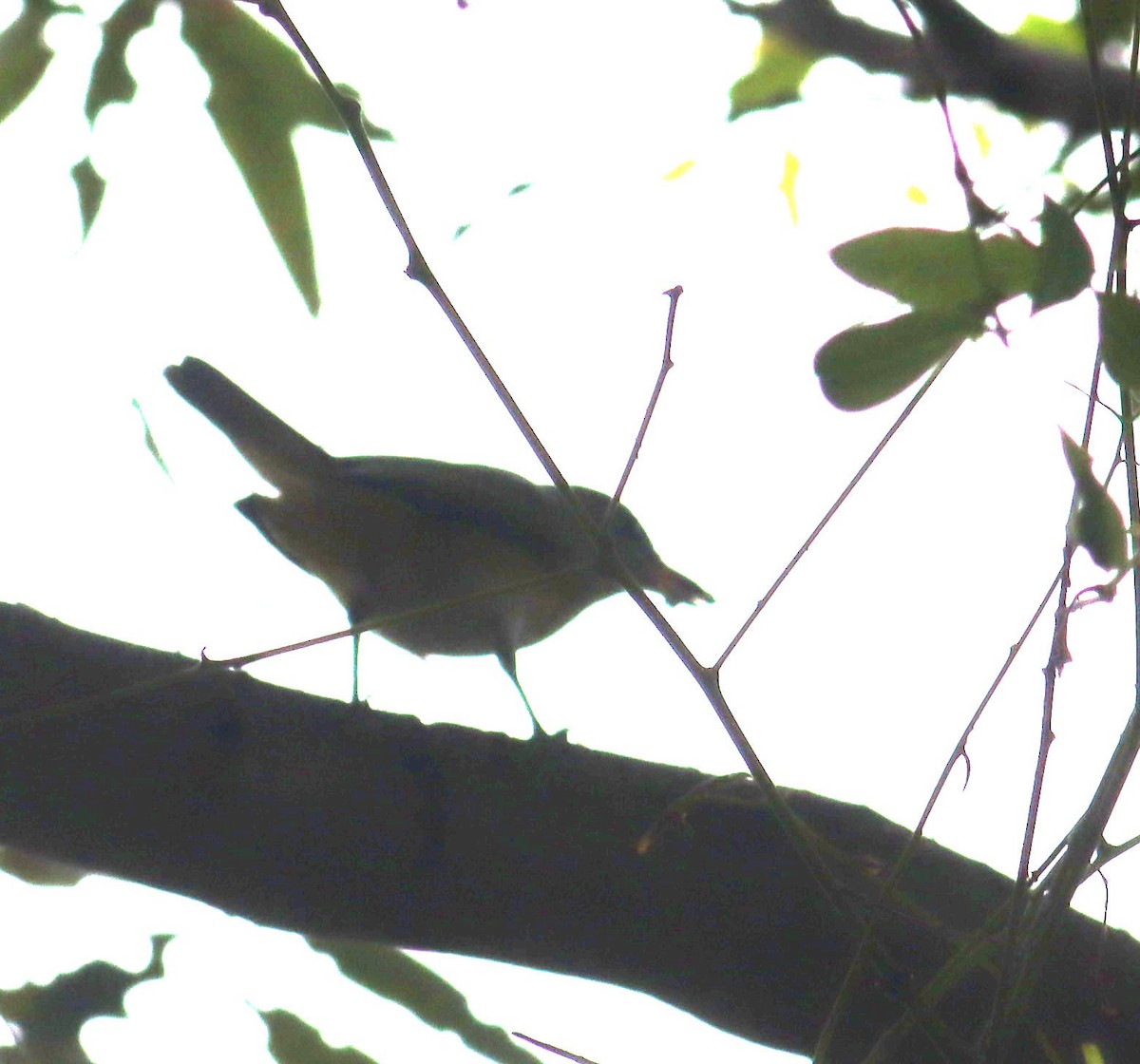 Yellow-green Vireo - ML642263974