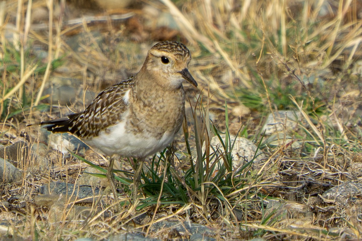 Rufous-chested Dotterel - ML642263975