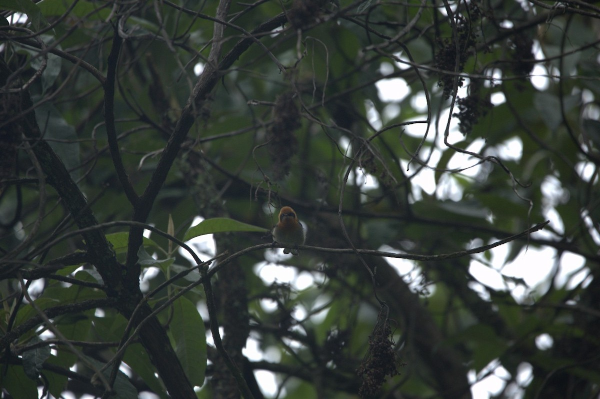 Tufted Flycatcher - ML642263976