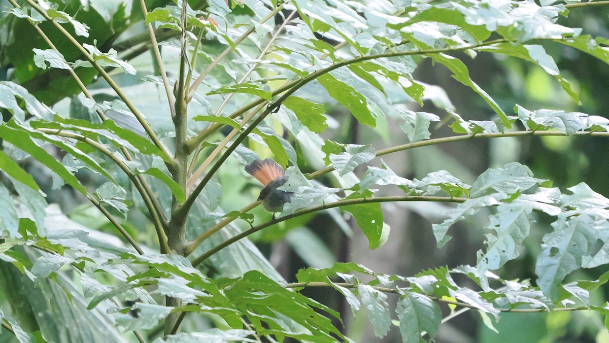 Sulawesi Fantail - ML642263978