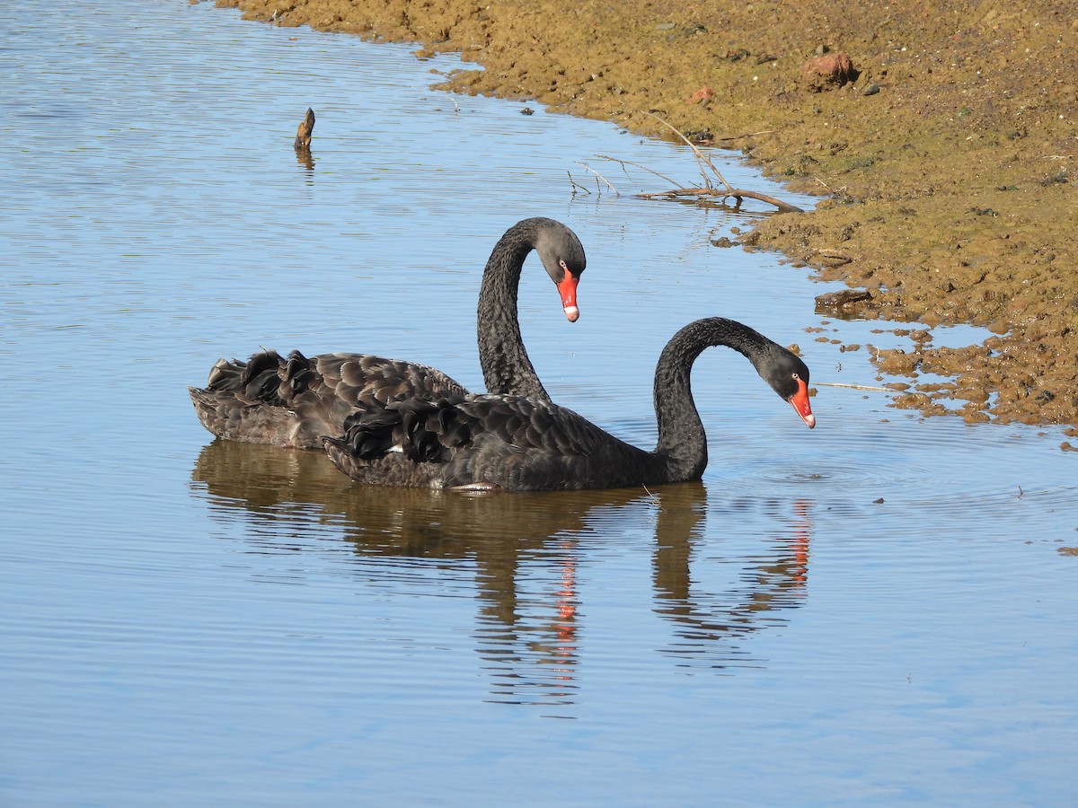 Black Swan - ML642263982