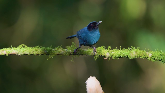 Masked Flowerpiercer - ML642263999