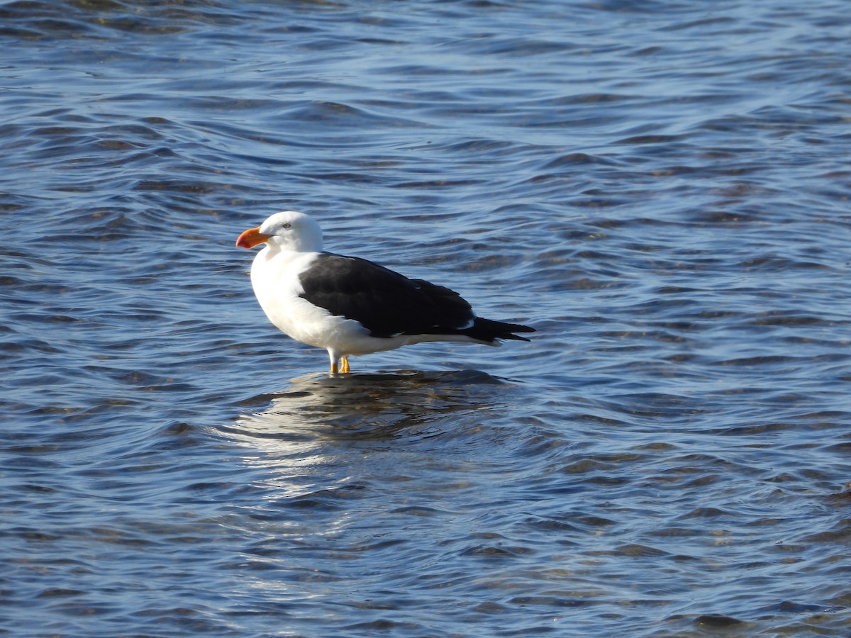 Pacific Gull - ML642264035