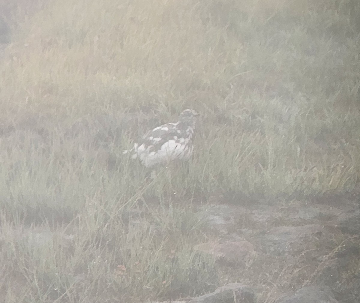 White-tailed Ptarmigan - ML642264042