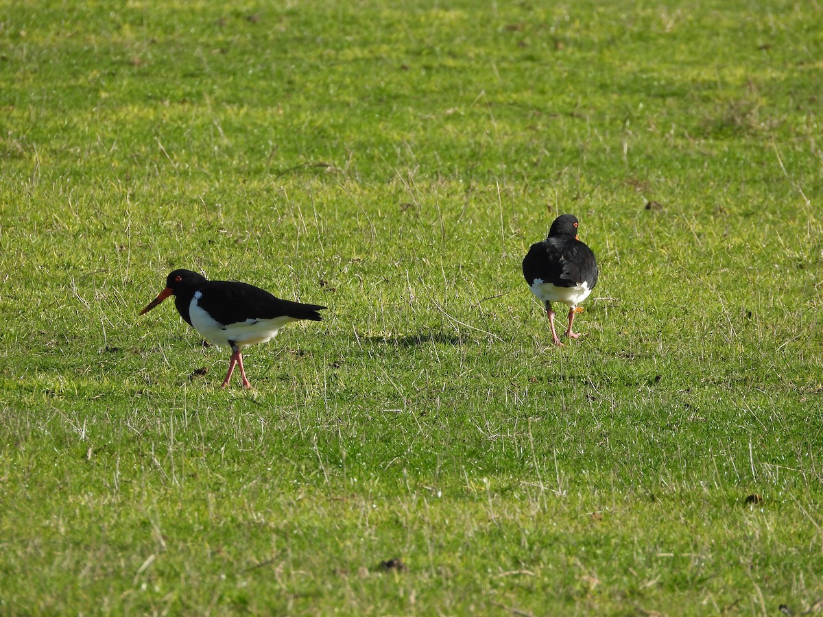Pied Oystercatcher - ML642264048