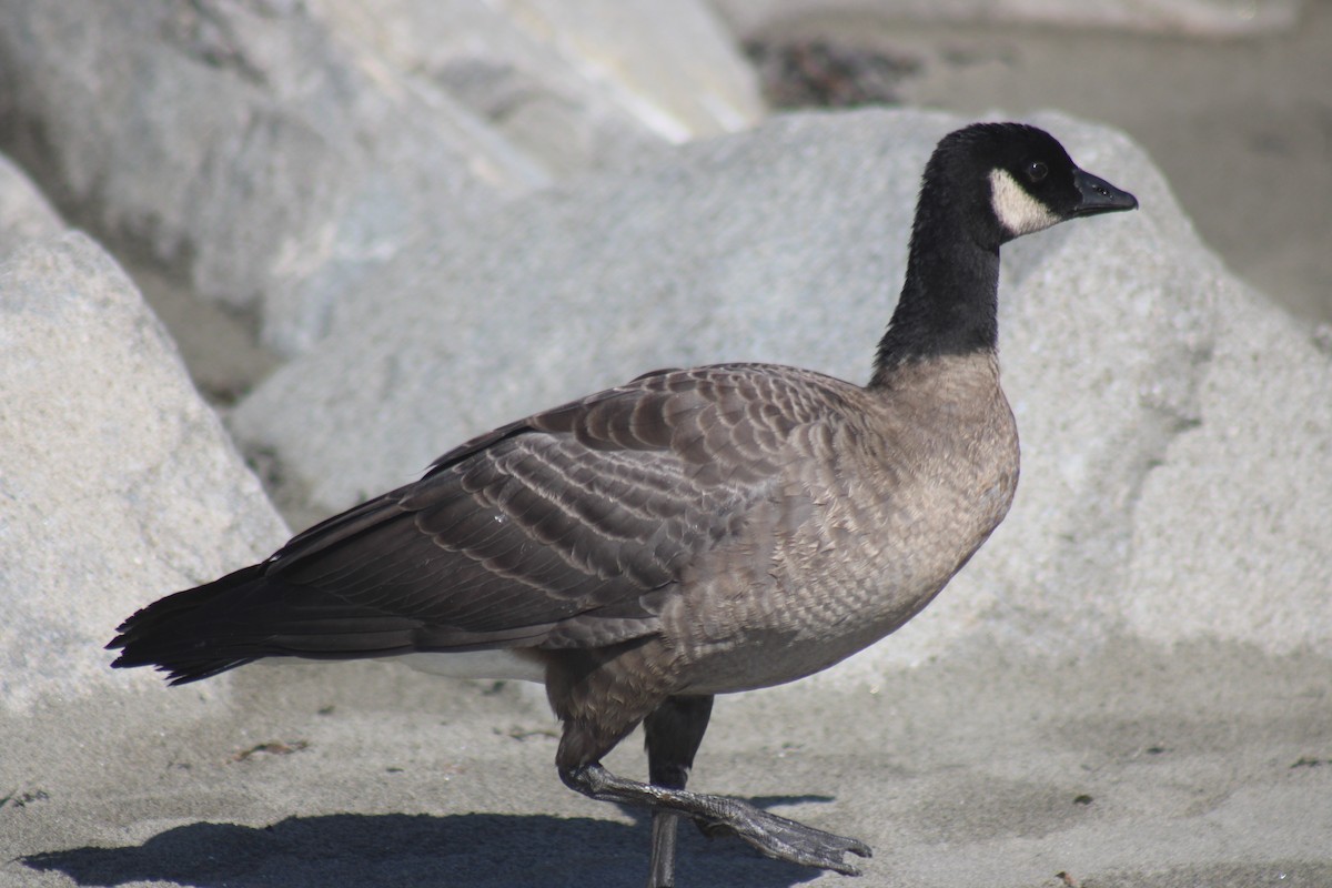 Cackling Goose - ML642264051