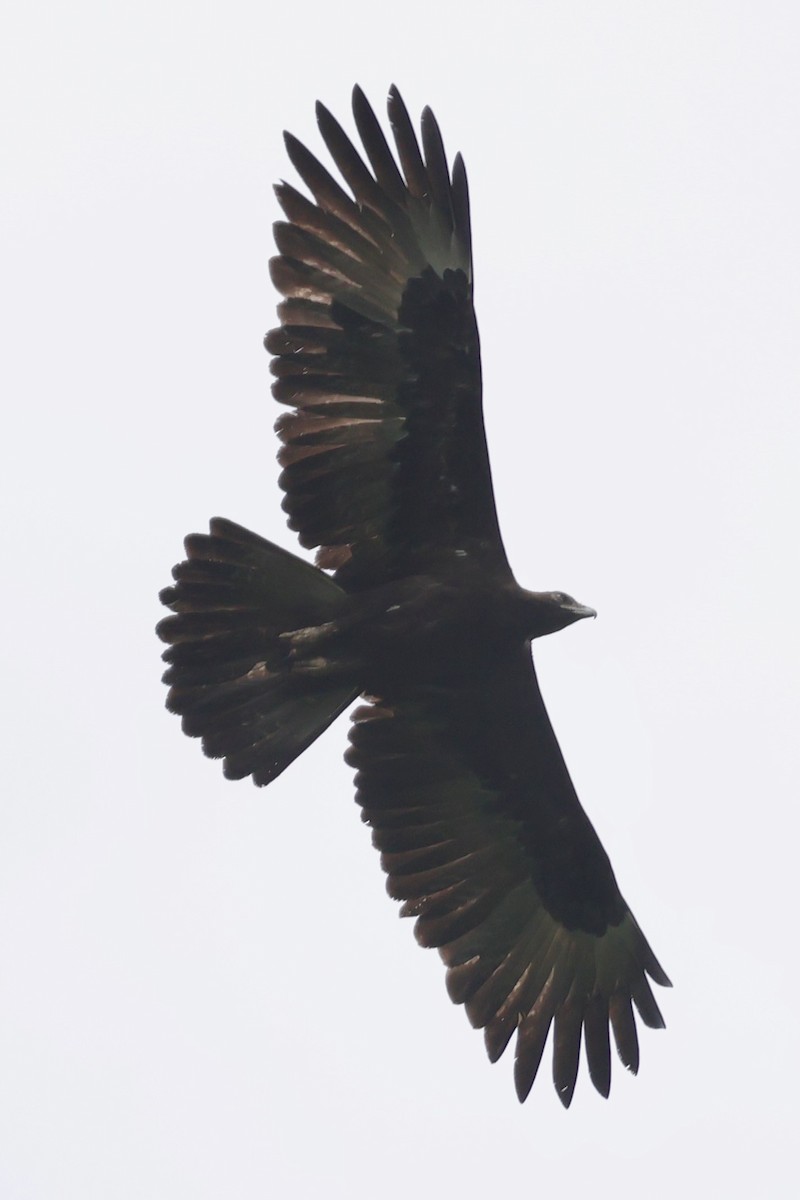 Gurney's Eagle - ML642264057