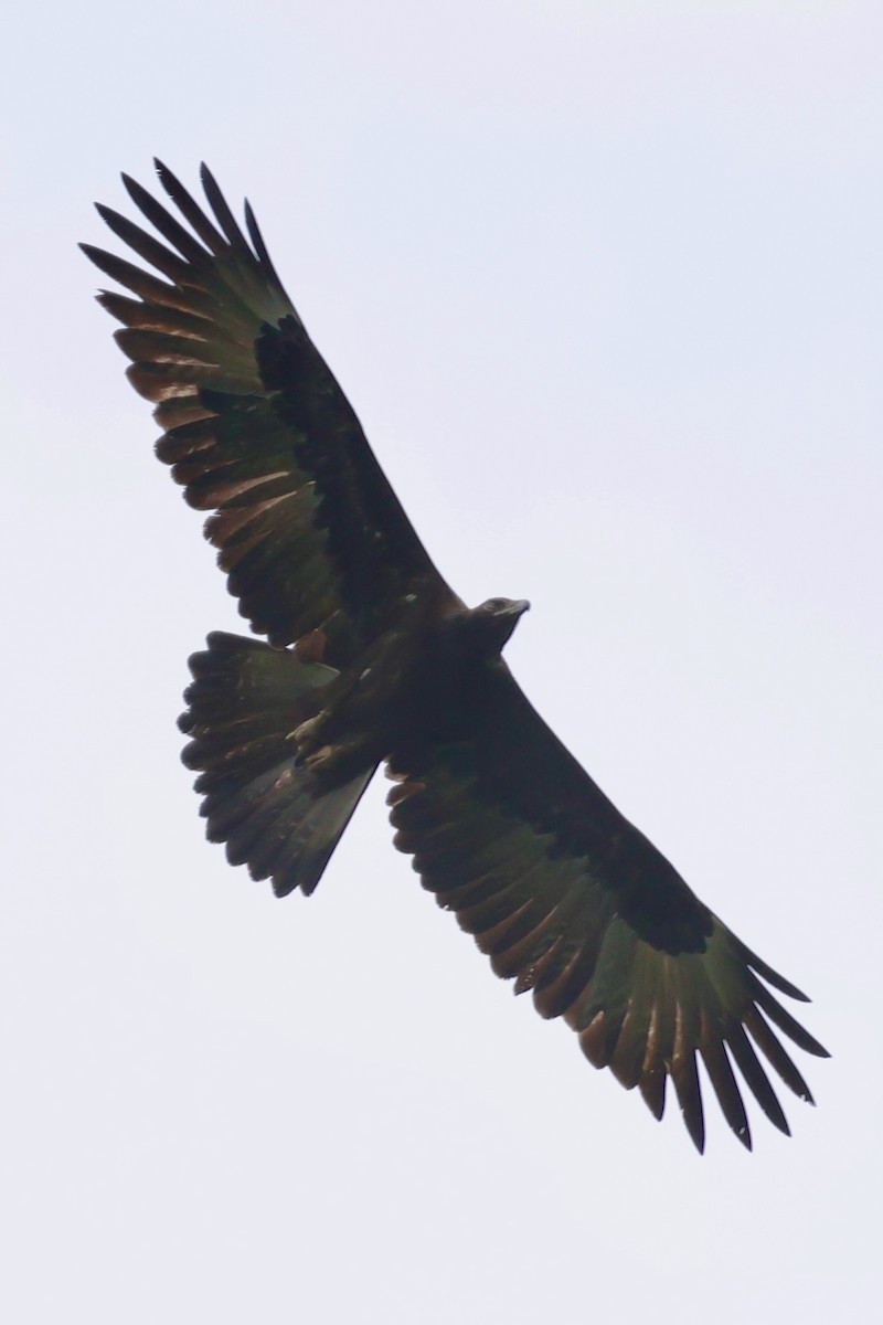 Gurney's Eagle - ML642264058