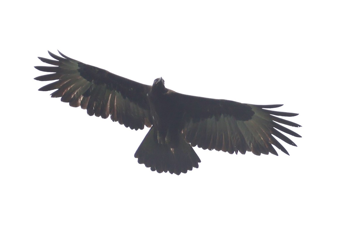 Gurney's Eagle - ML642264059