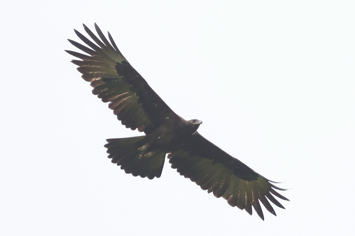 Gurney's Eagle - ML642264061
