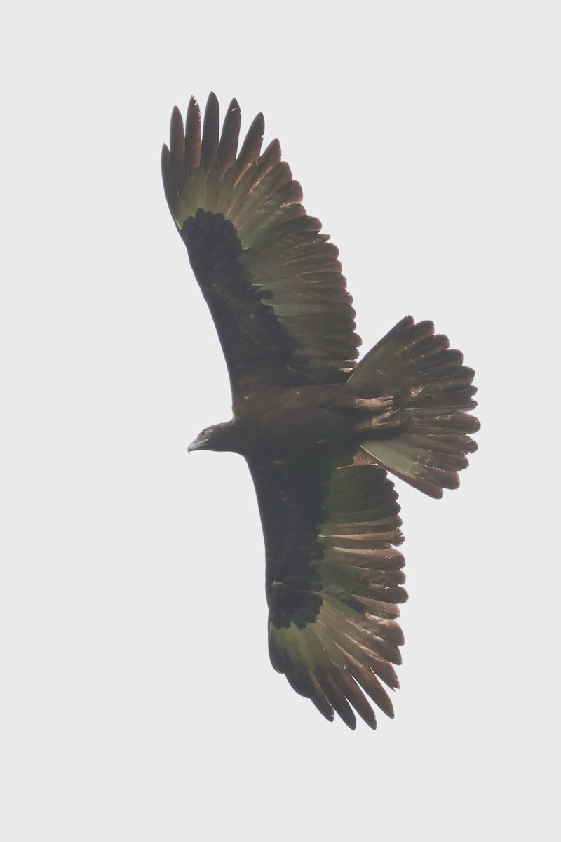 Gurney's Eagle - ML642264062