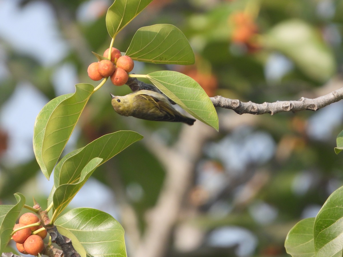 Fire-capped Tit - ML642264097