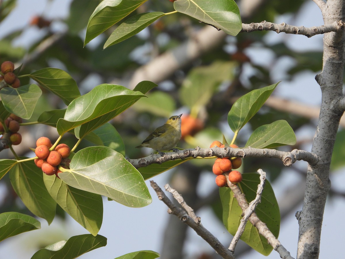 Fire-capped Tit - ML642264099