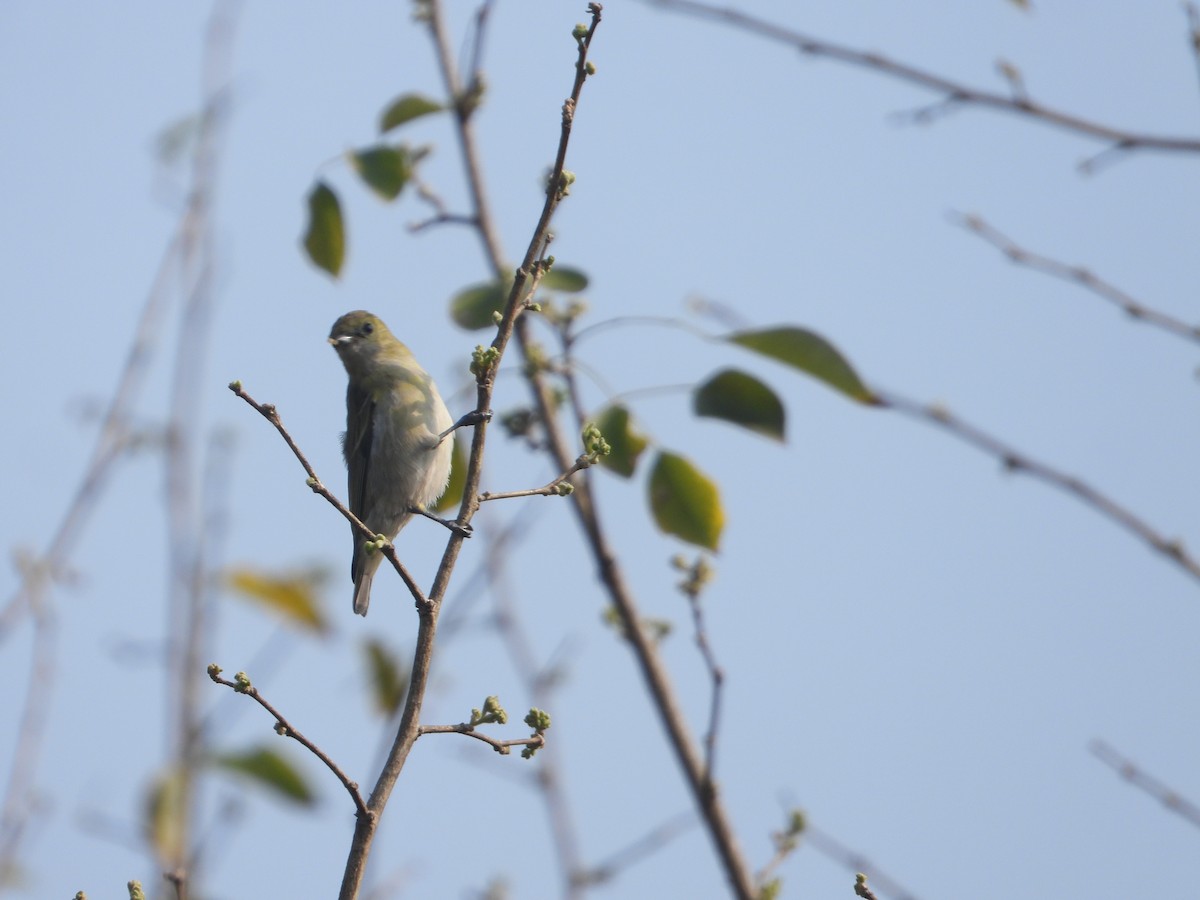 Fire-capped Tit - ML642264101