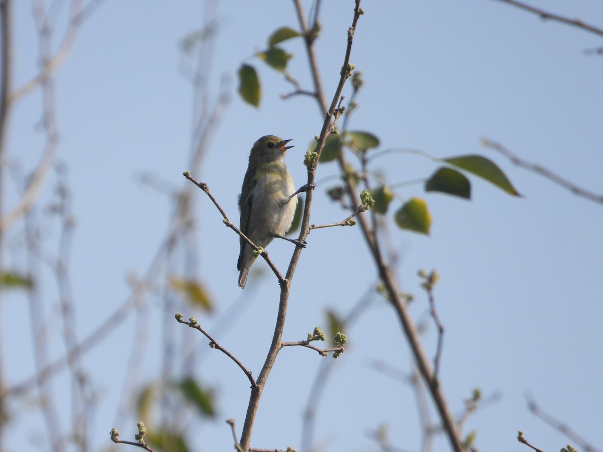 Fire-capped Tit - ML642264102
