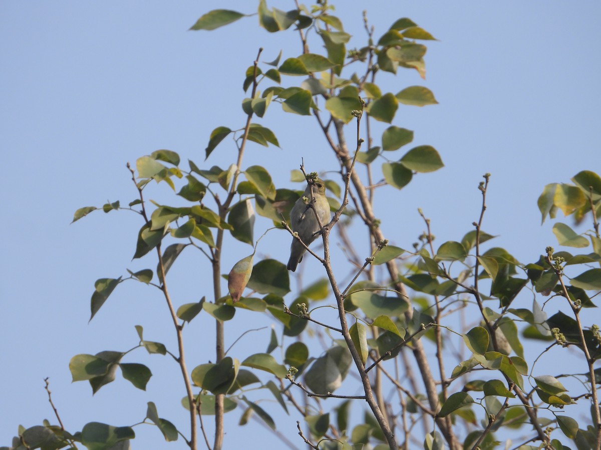 Fire-capped Tit - ML642264103