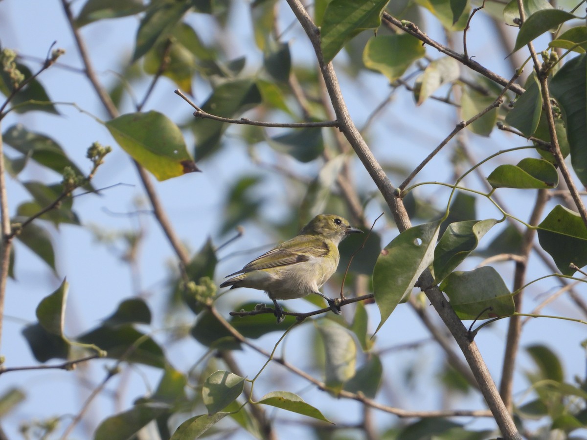 Fire-capped Tit - ML642264104