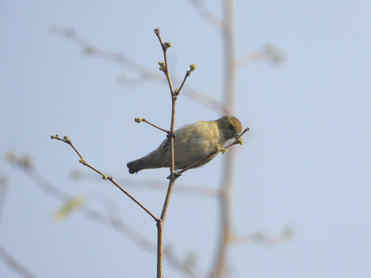 Fire-capped Tit - ML642264105