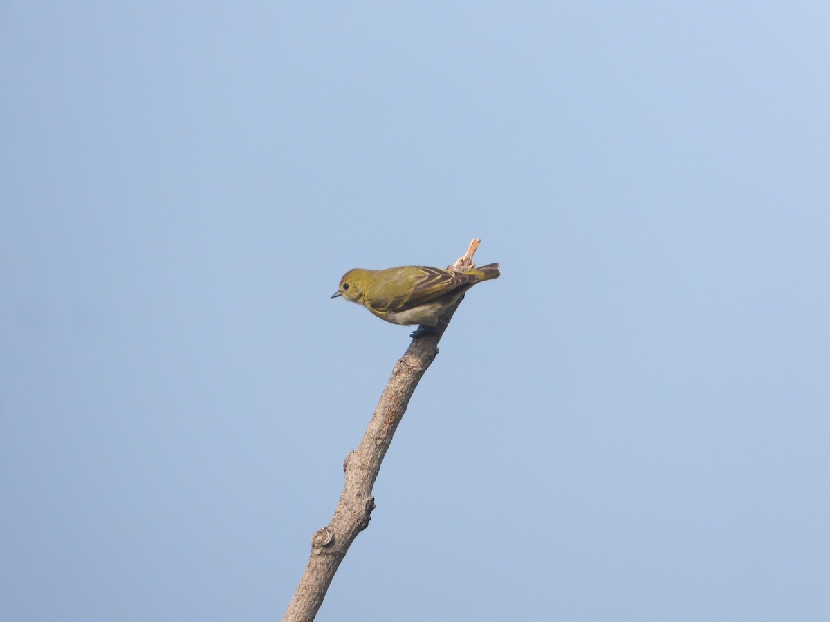 Fire-capped Tit - ML642264106