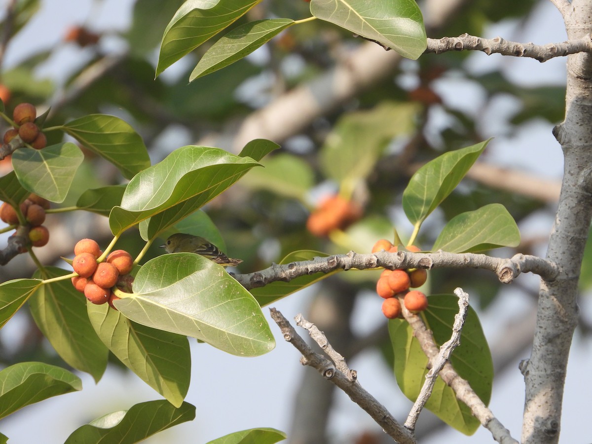 Fire-capped Tit - ML642264107