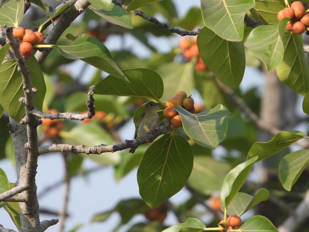 Fire-capped Tit - ML642264108