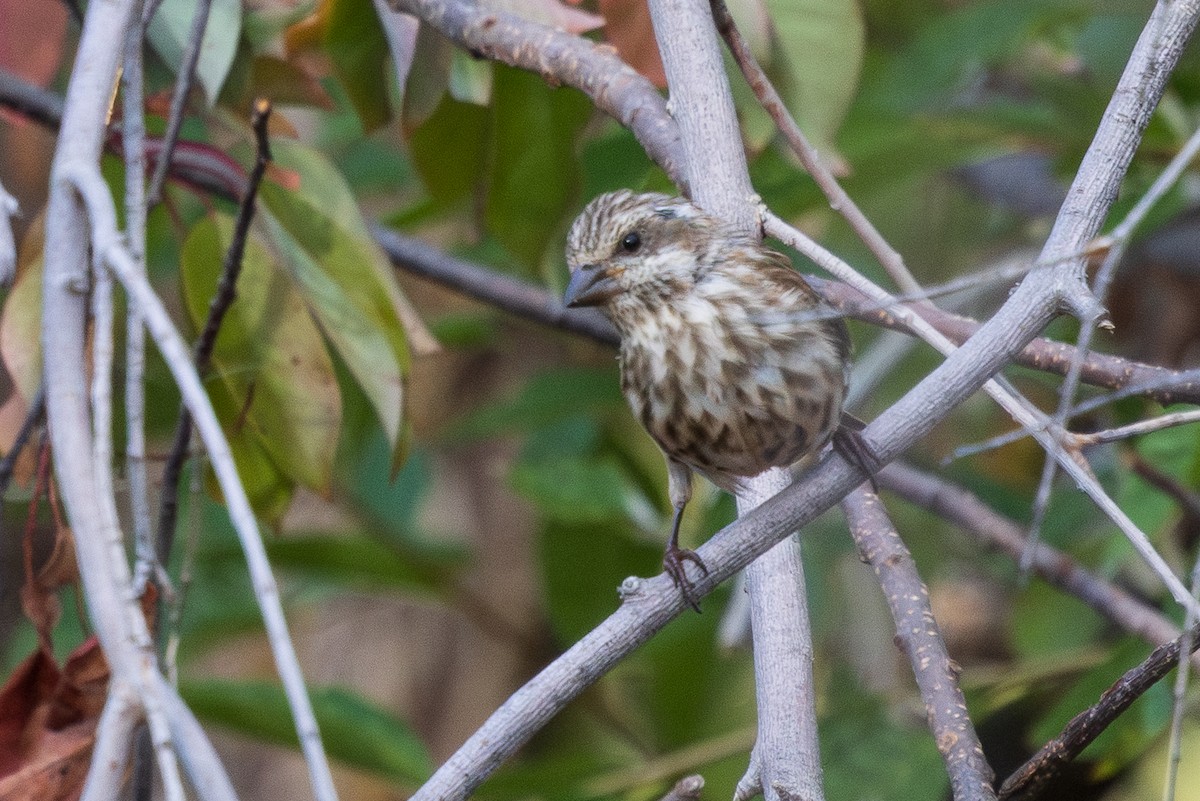 Purple Finch - ML642264147