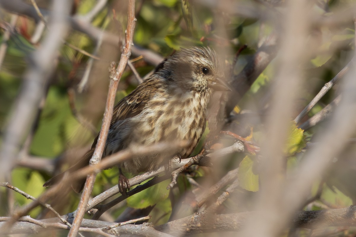 Purple Finch - ML642264150