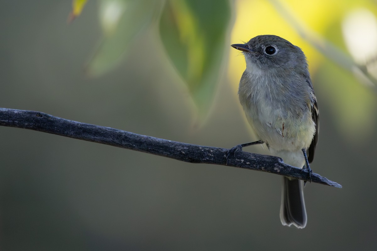 Least Flycatcher - ML642264188