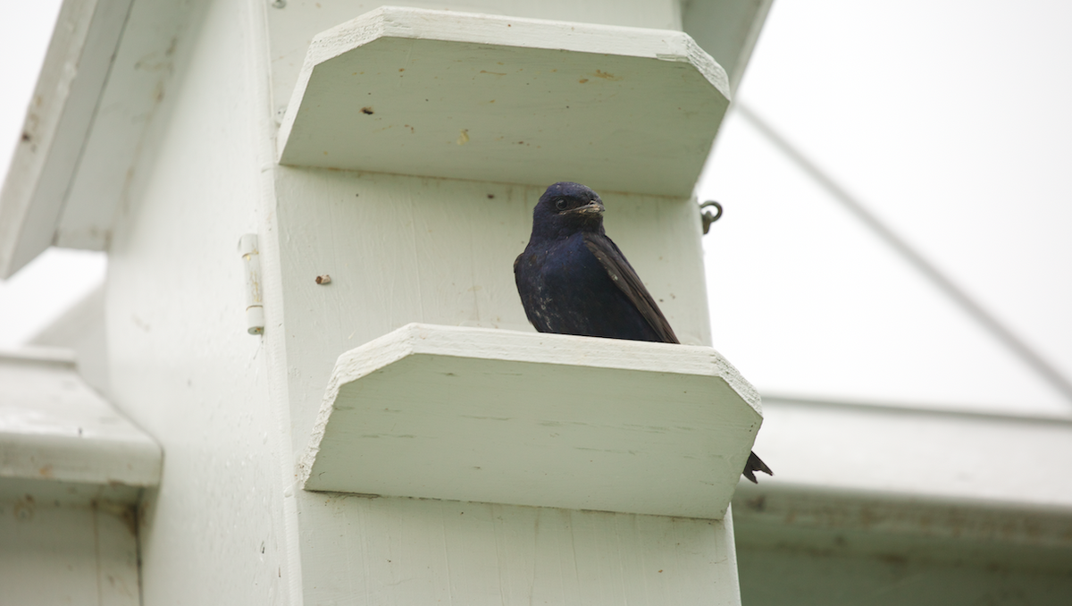 Purple Martin - ML642264216