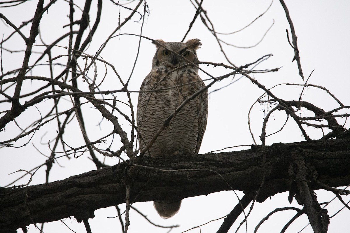 Great Horned Owl - ML642264222