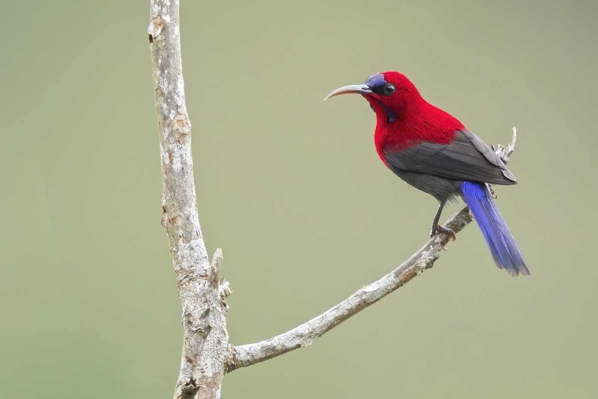 Magnificent Sunbird - ML642264227