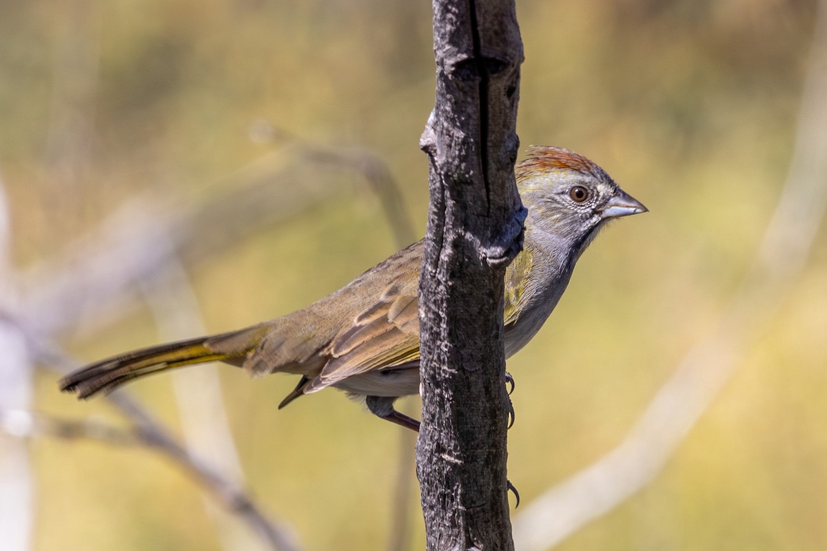 Green-tailed Towhee - ML642264233