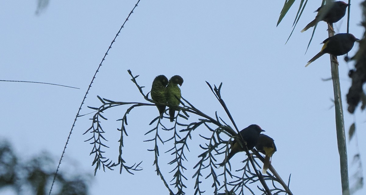 Yellow-cheeked Lorikeet - ML642264241