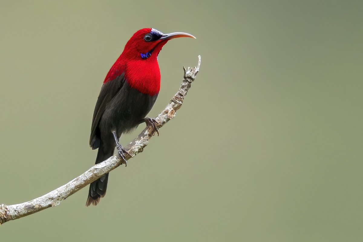 Magnificent Sunbird - ML642264265