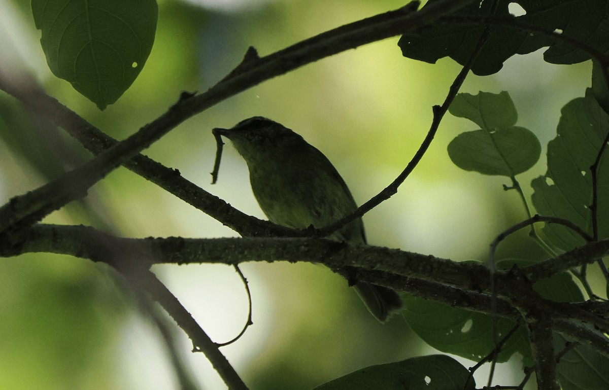 Sulawesi Leaf Warbler - ML642264305