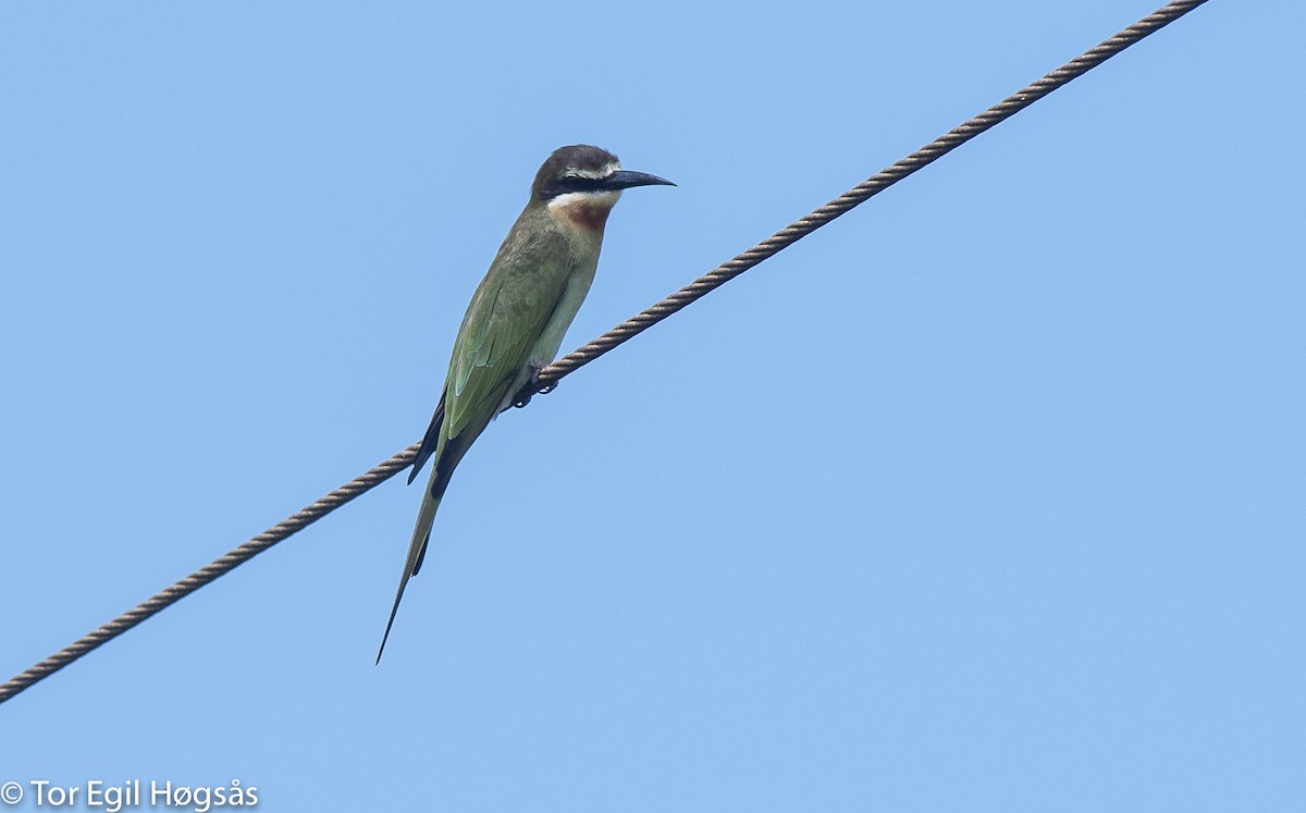 Madagascar Bee-eater - ML64226431