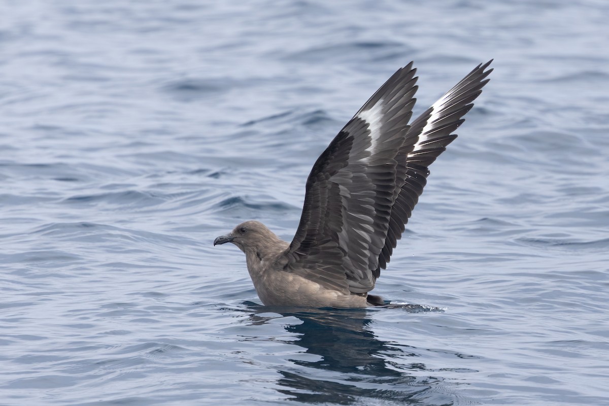South Polar Skua - ML642264361
