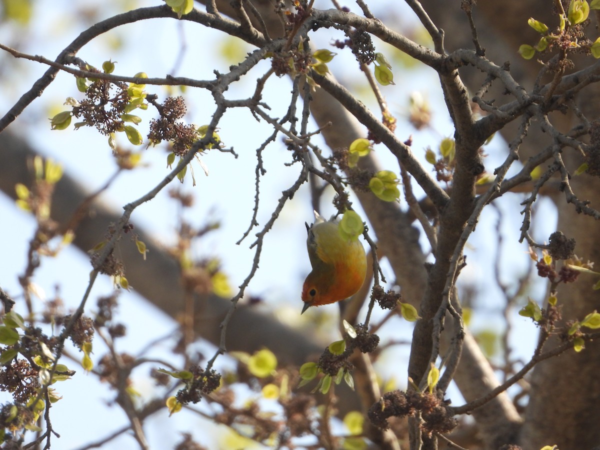 Fire-capped Tit - ML642264367