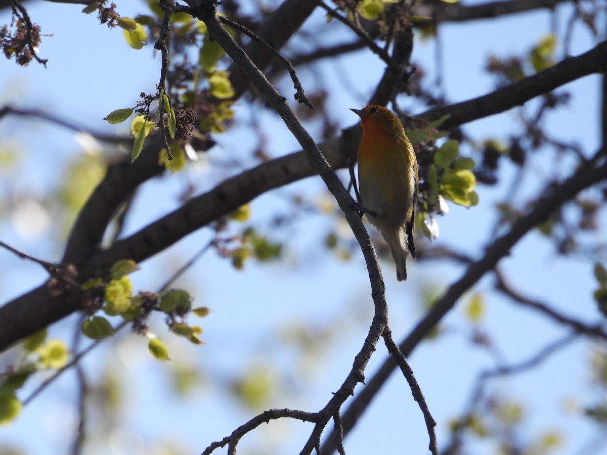 Fire-capped Tit - ML642264368