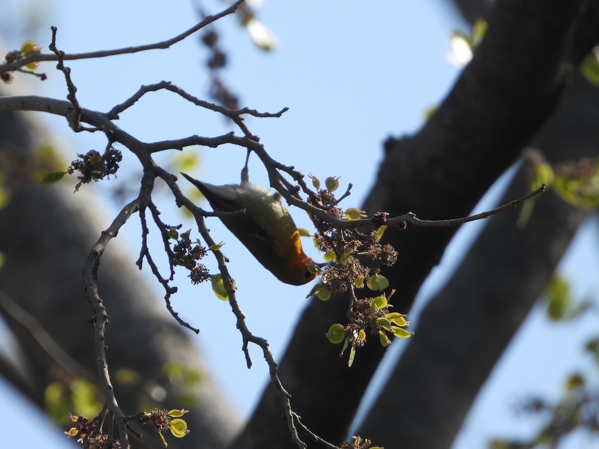 Fire-capped Tit - ML642264369