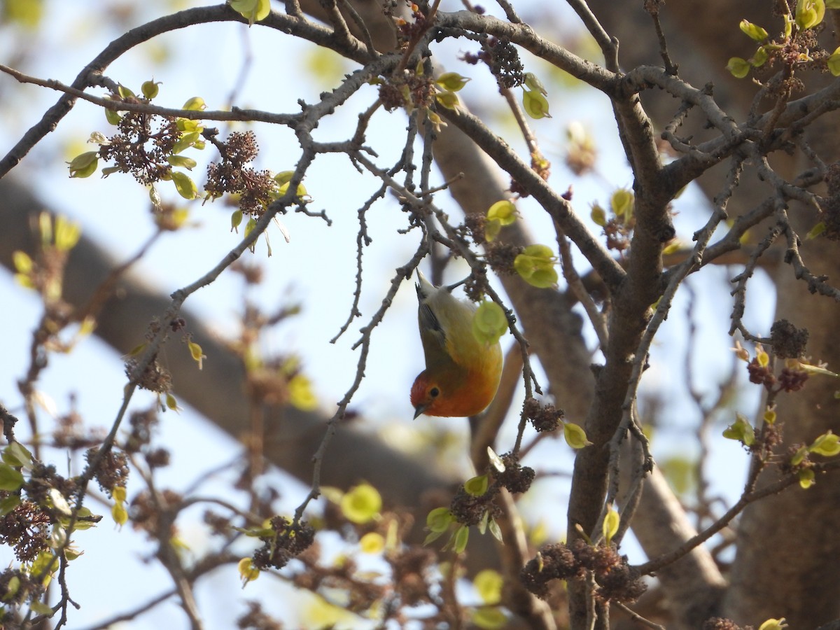 Fire-capped Tit - ML642264370