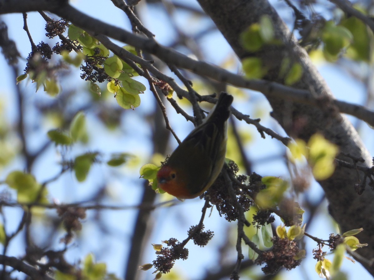 Fire-capped Tit - ML642264371