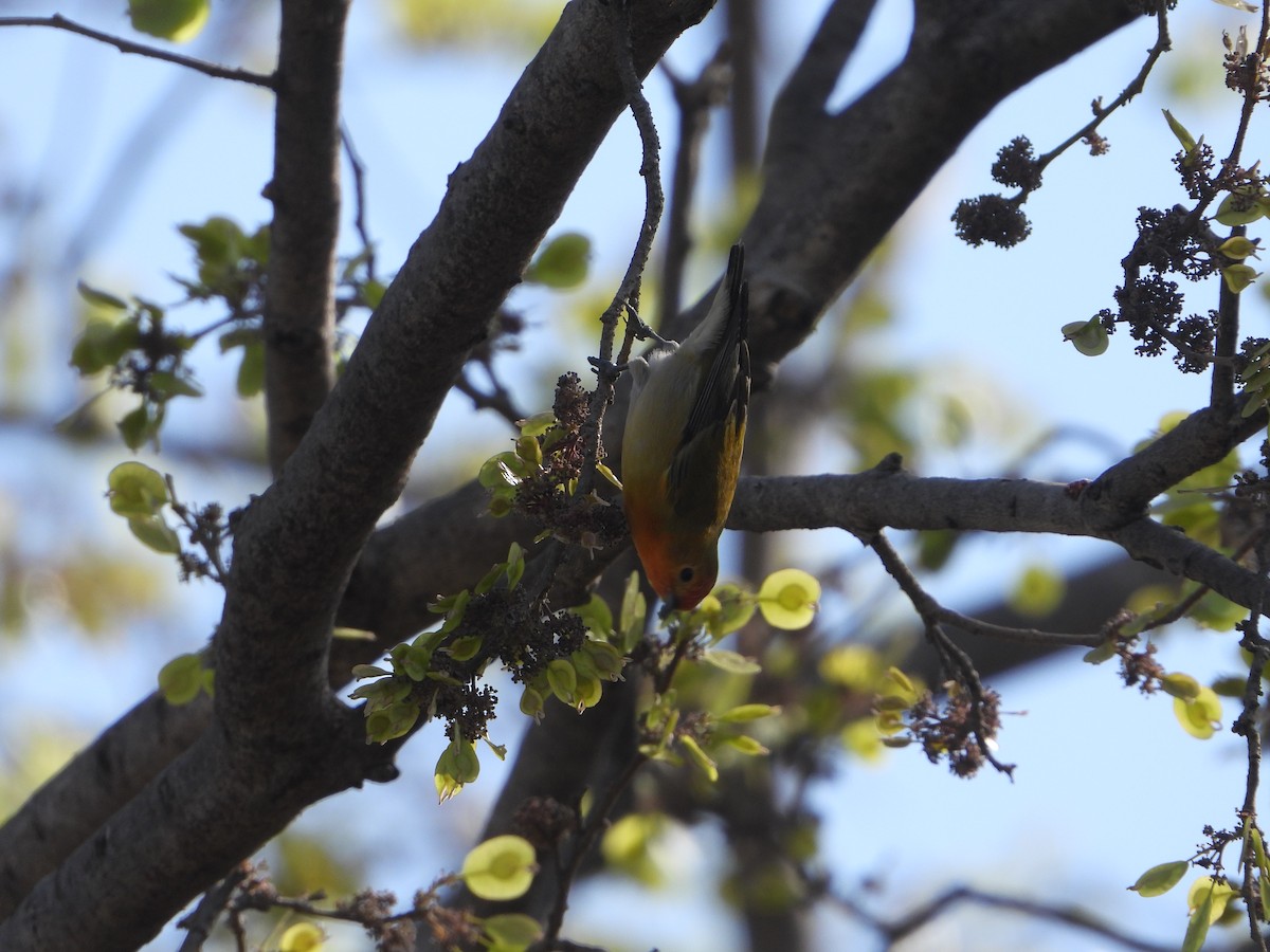 Fire-capped Tit - ML642264372