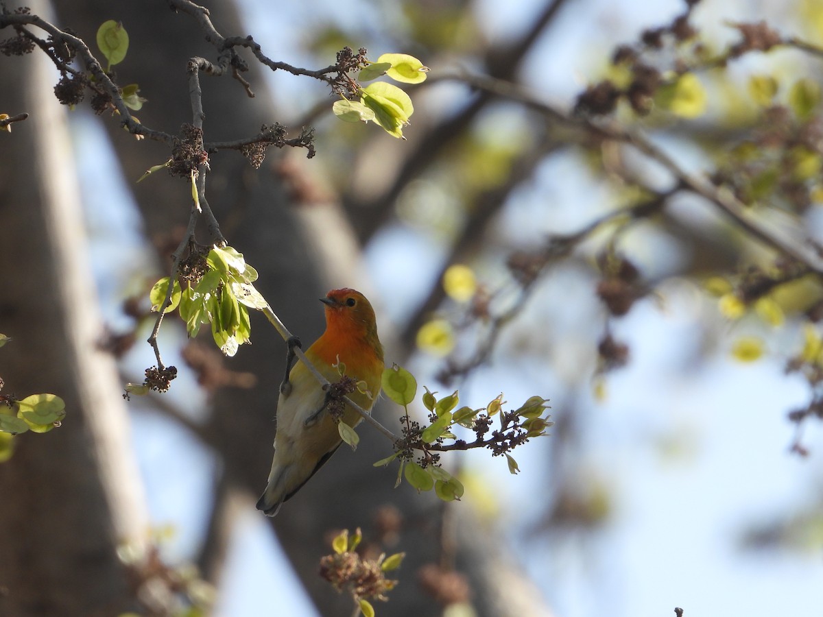 Fire-capped Tit - ML642264373