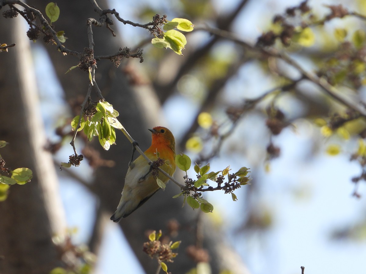 Fire-capped Tit - ML642264374