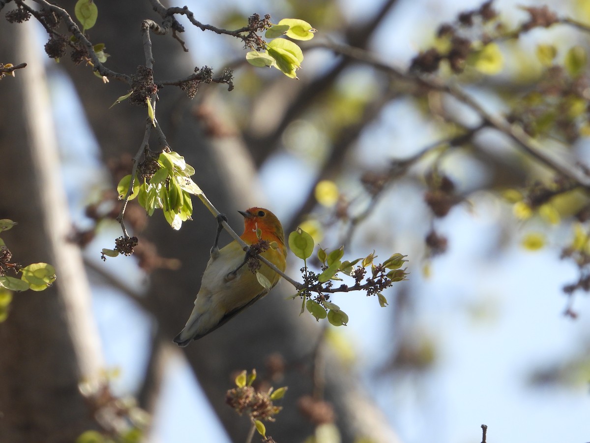 Fire-capped Tit - ML642264375