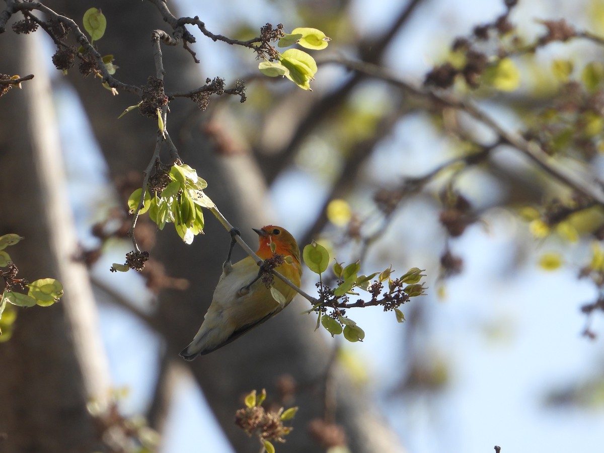 Fire-capped Tit - ML642264376