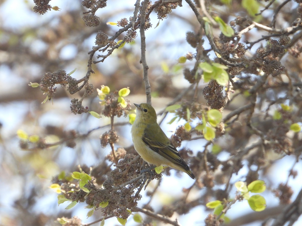 Fire-capped Tit - ML642264377